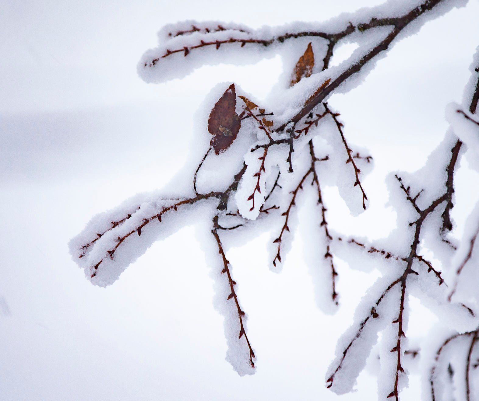 snow day